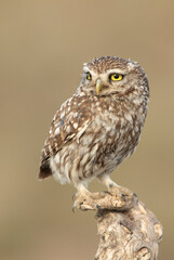 Little owl on his favorite perch in the last evening lights of a summer day