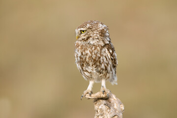 Little owl on his favorite perch in the last evening lights of a summer day