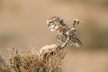 Little owl in his favorite watchtower with the last evening lights