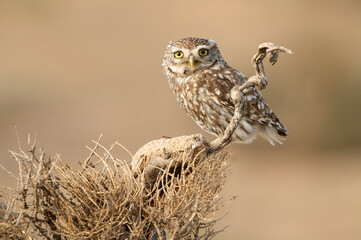Little owl in his favorite watchtower with the last evening lights
