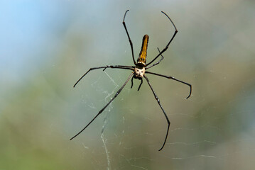 Closeup of Giant Wood Spider, Nephila pilipes, Kharadi, Maharashtra, India