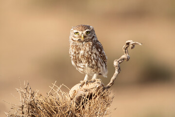 Little owl on his favorite perch in the last evening lights of a summer day