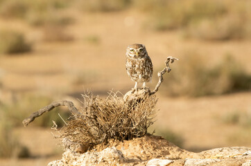 Little owl on his favorite perch in the last evening lights of a summer day