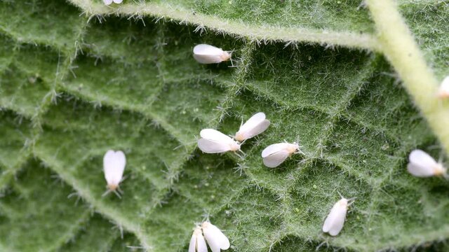 greenhouse whiteflies on a mallow leaf