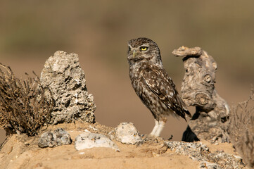 Little owl in his favorite watchtower with the last evening lights
