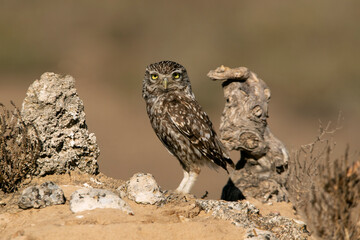 Little owl on his favorite perch in the last evening lights of a summer day