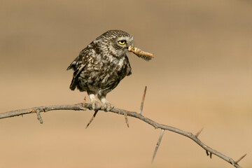 Little owl on his favorite perch in the last evening lights of a summer day