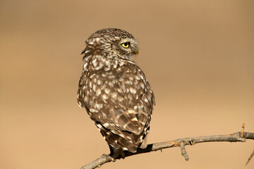 Little owl on his favorite perch in the last evening lights of a summer day
