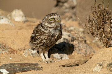 Little owl on his favorite perch in the last evening lights of a summer day