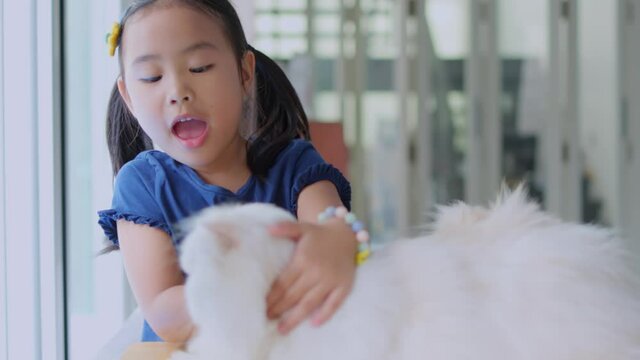 A girl is playing and hugging a white Persian cat. Hand-held 4k slow-motion footage