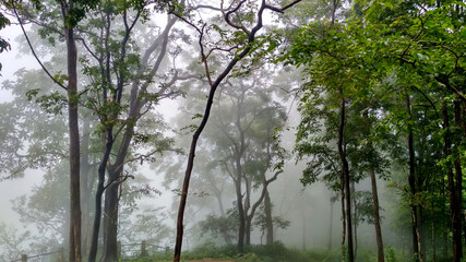 Rain forests of western ghats, Karnataka, India