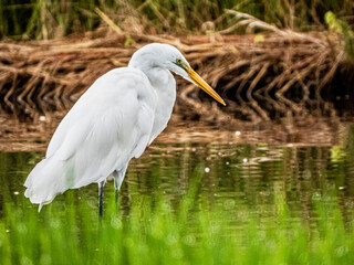 小牧山城の見える農村地域の自然
シラサギ