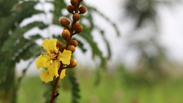 Peltophorum pterocarpum or Yellow Poinciana flowers Fabaceae family, subfamily Caesalpiniodeae, Southeastern Asia