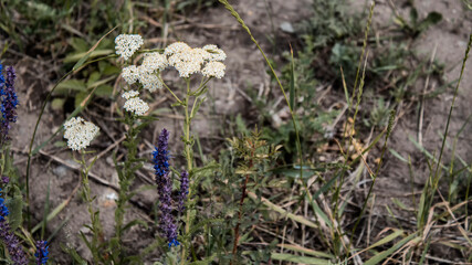 Beautiful meadow plants. Salvia pratensis. Achillea millefolium (also known as Yarrow). Selective focus.