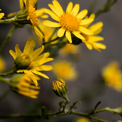 Abstract floral background. Yellow camomile. Soft focus.