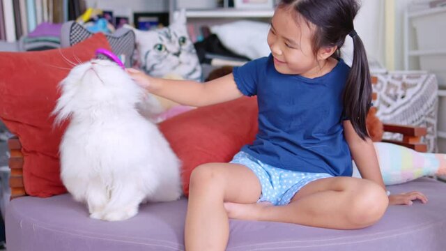 A girl brushing her hair for a white Persian cat. Hand-held 4k slow-motion footage