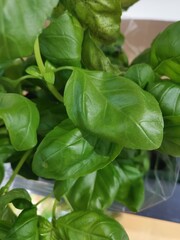 
Flowers in nature in central Europe