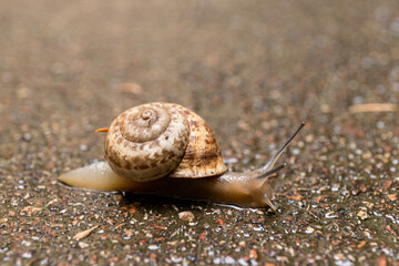 Grape snail on a stone, on a blurred background.