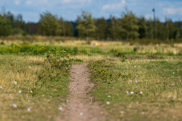 Fototapeta na wymiar path in the grass