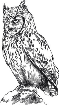 Owl. Sketch, drawn, graphic portrait of an owl on a white background