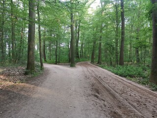 Forest path at a fork in the road to the right and left