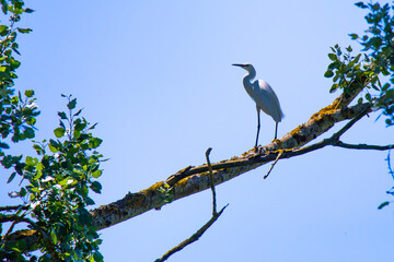 big egret on a tree in summer