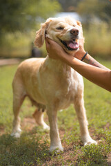 Beautiful happy funny dog is playing and having fun outdoors