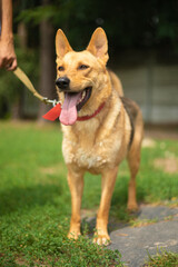 Beautiful happy funny dog is playing and having fun outdoors