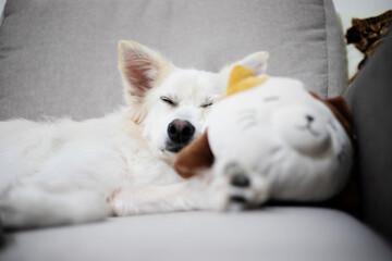 Happy young relaxed friendly dog is resting at home