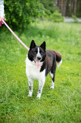 Beautiful happy funny dog is playing and having fun outdoors