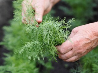 Fresh dill grows in the garden. The woman is hands plucked the dill into a bunch.