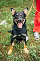 Beautiful happy funny dog is playing and having fun outdoors