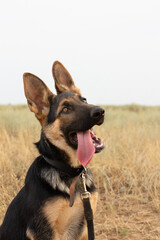 german shepherd with stick out tongue in steppe