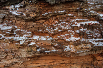 Snow covered surface of the old tree trunk.