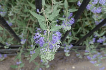 Close view of buds and flowers of Caryopteris clandonensis in September