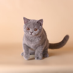 Blue grey kitten on the beige studio background