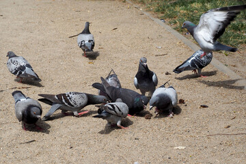 many gray pigeons are looking for food on the ground in the park. side view