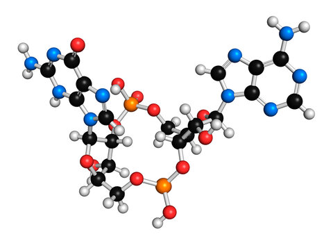 cGAMP molecule, illustration