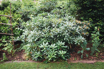 Big rhododendron shrub in the garden in a flower bed in the summer