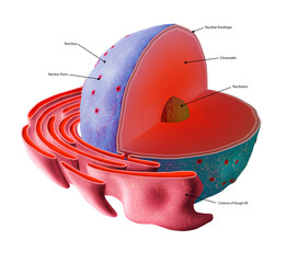 Cell nucleus structure, illustration