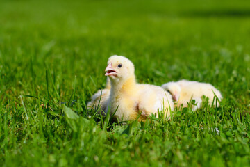A very small chicken squeaks and walks on the green lawn. Chicken with an open beak