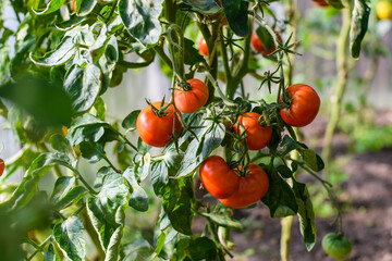 Red ripe tomatoes hang on a branch in the garden. Tomatoes in the greenhouse. Selective focusing.