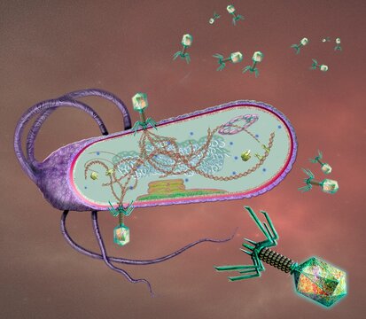 Phages infecting a bacterial cell, illustration
