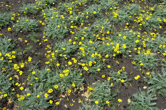 Abundance of yellow flowers of Cota tinctoria Kelwayi in mid June
