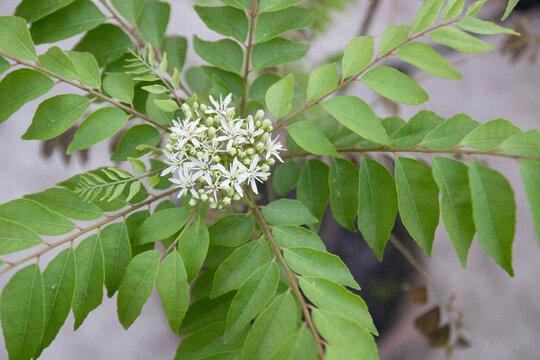 blooming curry plant or sweet neem. Murraya koenigii top view.