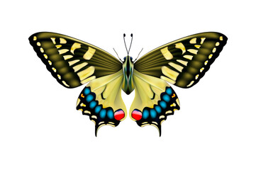 Butterfly with spread wings. View from above. 3d vector illustration