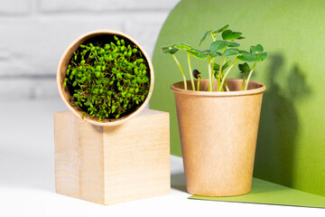 Microgreen Plants in paper eco cup in wooden podium. Modern trendy concept of groowing food. Young green sprouts. Healthy eating concept. Light brick background. Copyspace, Eco Friendly Theme