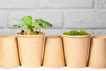 Paper eco cup with fresh green microgreens salad lined up. Different herb and vegetables growing. Copyspace, Food Background, Seedling