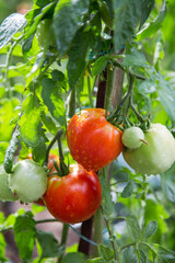 Tomates