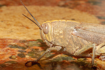 Greenish grasshopper on an ocher background. Grasshopper insect seen in profile in macro photography.